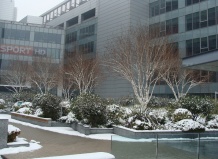 Многоствольные древесные растения для ландшафтного дизайна. Часть 1. Деревья.