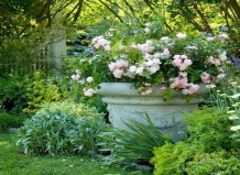 Mелкокустарниковые розы в контейнерах