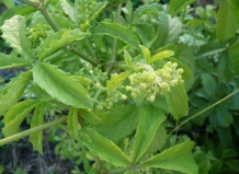 Каудексные формы суккулентов. Род Цифостемма