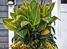 5 подсказок по контейнерному садоводству