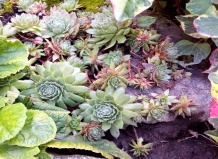 Суккуленты в вашем саду. Род Семпервивум