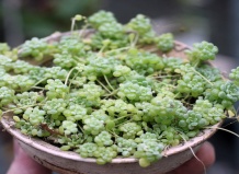 Карликовые суккуленты рода Монантес 