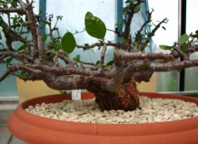 Суккуленты для стиля бонсай — род Бурсера