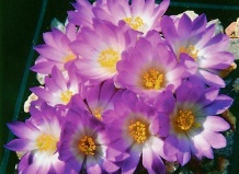 Жемчужина кактусов Мексики – Маммиллярия Люти