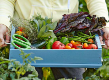 10 ошибок, которые допускают даже опытные садоводы