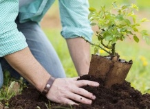  Осенняя пересадка: 6 вещей, которые нужно знать прежде чем начинать