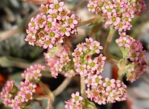 Однофамилец семейства – род Крассула