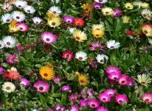 Редкие в коллекциях суккуленты. Род лампрантус