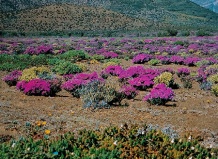 Зоны распространения суккулентов юга Африки. Часть 1