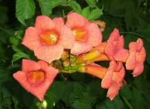 Кампсис – красивый агрессор