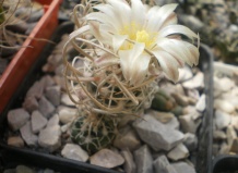 Трудный в культуре род Педиокактус и его сородичи Часть 1. Педиокактусы в природе