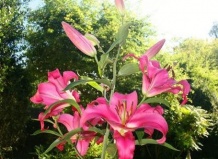 Посадите луковицы лилий осенью и наслаждайтесь ими летом! 