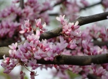 Расширяем ассортимент древесных растений для парков и садов. Часть 2. Лиственные деревья