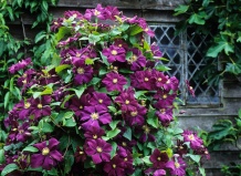 Волшебство клематисов в вашем саду