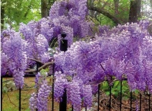 Расширяем ассортимент древесных растений для парков и садов. Часть 4. Лианы