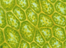 ОТКРЫТИЕ КЛЕТКИ