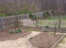 Сроки посадки плодовых деревьев и кустарников