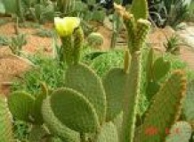 В Иране выращиваются кактусы без колючек