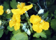 Растения – доктора