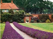 Живое украшение дорожек и ступеней