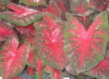 Caladium—Как выращивать каладиум