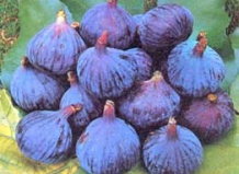 Вырастить инжир