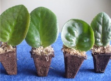 Как правильно укоренять черенки в домашних условиях