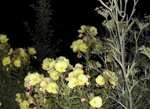 Магический лунный сад