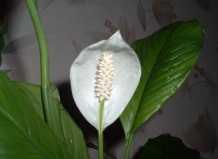 Почему прицветники спатифиллума не белые?