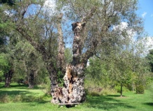 Отчего болеют деревья?