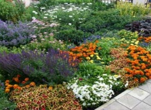 Многолетники в вашем саду