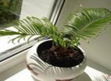 Горшечные растения на окнах и подоконниках