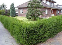 Живая изгородь