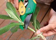 Черенкование: выращивание, размножение и укорочение черенков – черенки на Ваш Сад