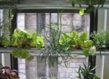 Выращивание растений в доме