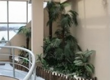 Комнатные деревья в доме