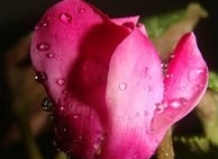 Цикламен персидский