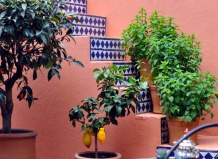 Флористика и фитодизайн, цветочное оформление интерьера - фитодизайн на Ваш Сад