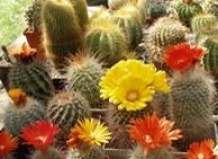 Как стать кактусоводом.