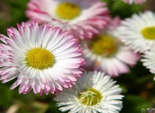 Вечная красавица - маргаритка(часть 1) - маргаритка на Ваш Сад