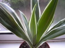 Драцена не хуже пальмы