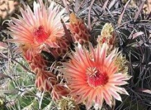 Нижняя Калифорния – прошлое и настоящее полуострова