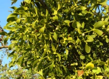 Растения Рождества (Часть 2). Омела – рождественское растение поцелуев - омела на Ваш Сад