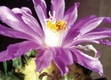 Новинка - Книга А.А. Буренкова - 