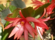 Влияние окружающей среды на цветение