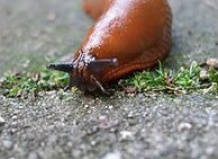 Народные методы борьбы со слизнями