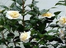 Цветущие камелии по старому рецепту