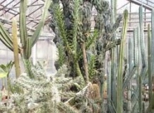 Цветные и монстрозные формы суккулентов