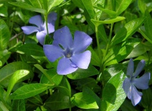 Завистливый барвинок - Vinca, Pervinca, барвинок малый, барвинок на Ваш Сад