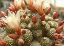 Специфические черты рода Blossfeldia из семейства Cactaceae